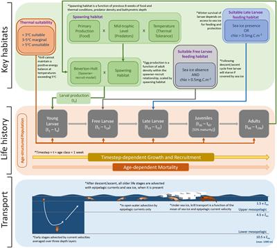 KRILLPODYM: a mechanistic, spatially resolved model of Antarctic krill distribution and abundance